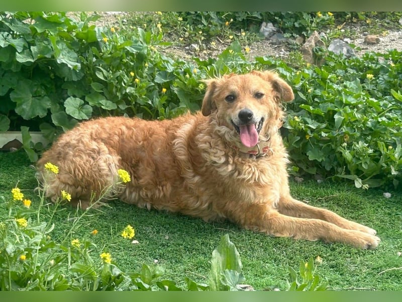 RAYITO - ein treuer Blick, der alles sagt