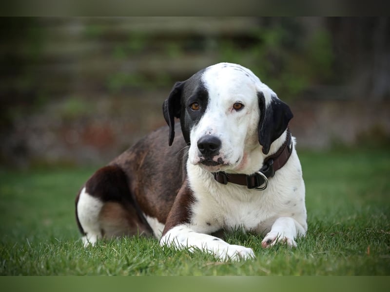 FELI– liebenswerte Begleiterin mit großem Herz sucht Sicherheit