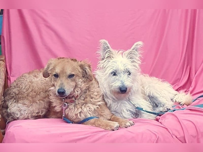 RAYITO - ein treuer Blick, der alles sagt