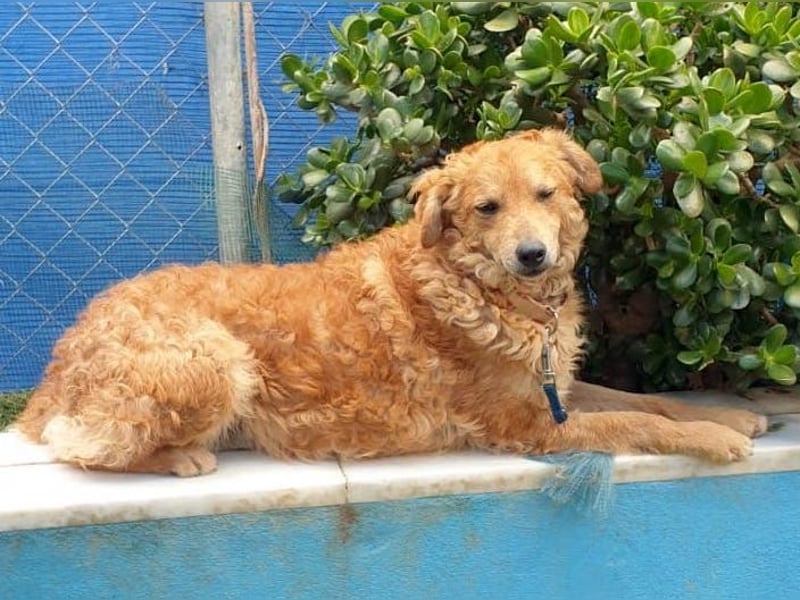 RAYITO - ein treuer Blick, der alles sagt