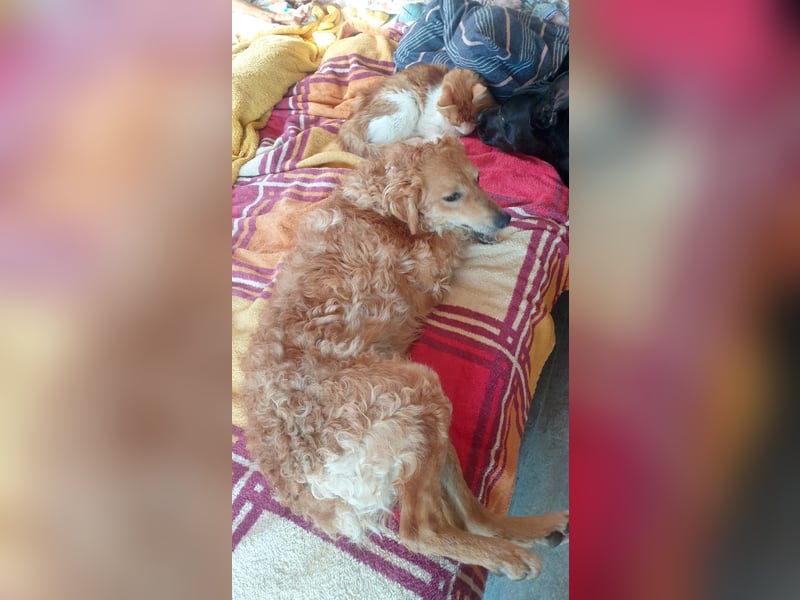 RAYITO - ein treuer Blick, der alles sagt