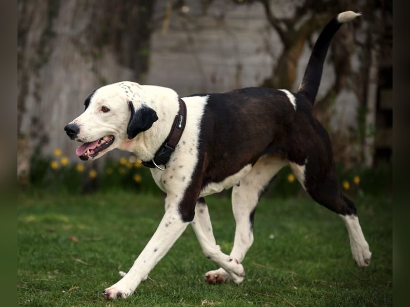 FELI– liebenswerte Begleiterin mit großem Herz sucht Sicherheit