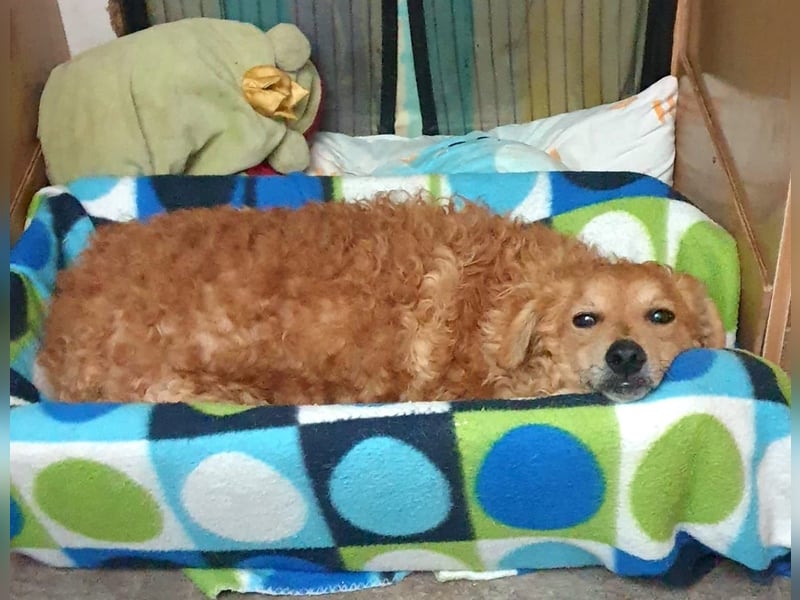 RAYITO - ein treuer Blick, der alles sagt