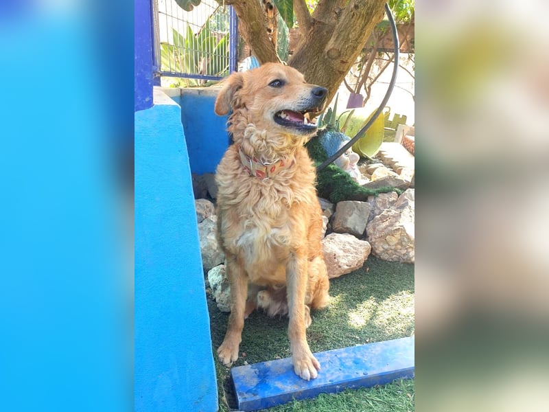 RAYITO - ein treuer Blick, der alles sagt