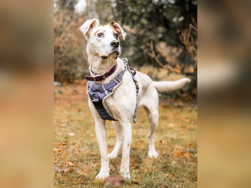 LUCERA – lebensfrohe Hündin sucht ihren Menschen