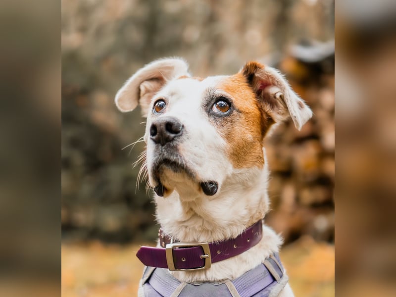 LUCERA – lebensfrohe Hündin sucht ihren Menschen