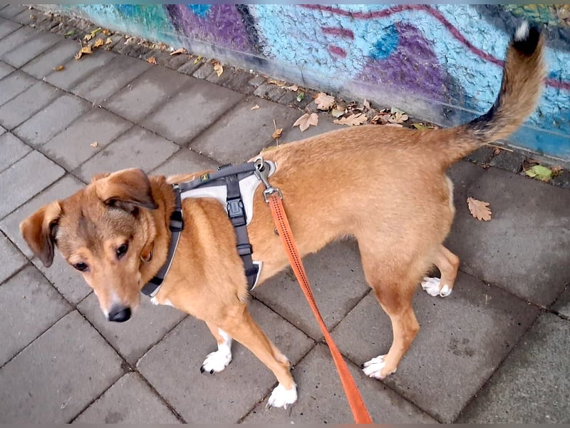 YUMA – eine sensible Seele sucht Vertrauen und Liebe