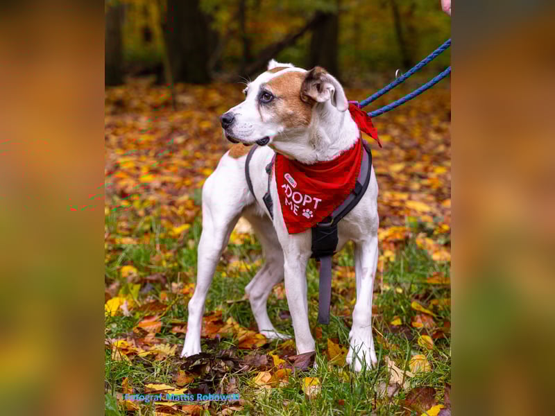 LUCERA – lebensfrohe Hündin sucht ihren Menschen