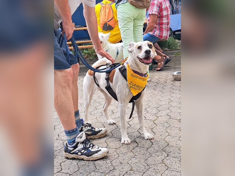 LUCERA – lebensfrohe Hündin sucht ihren Menschen