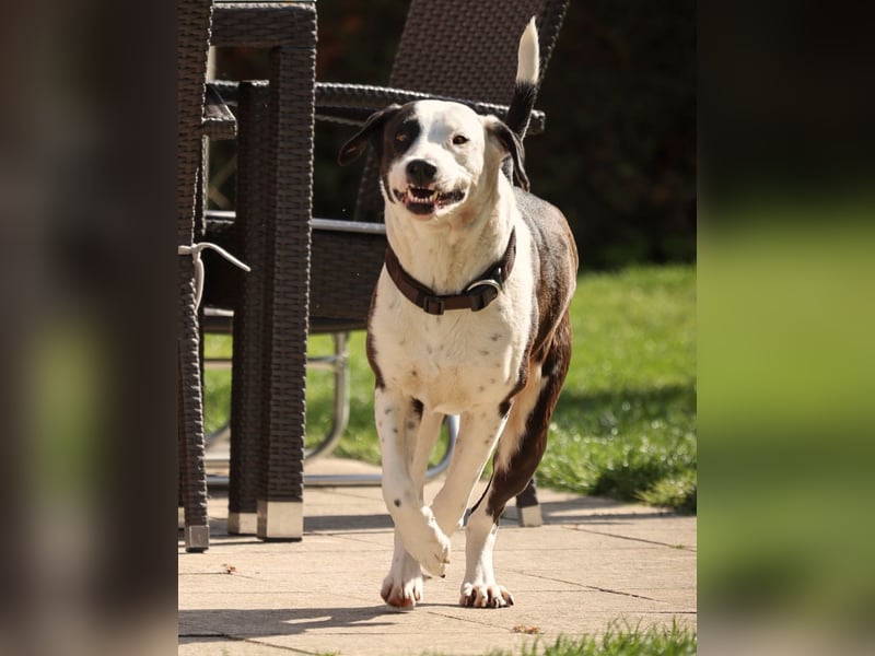 FELI– liebenswerte Begleiterin mit großem Herz sucht Sicherheit