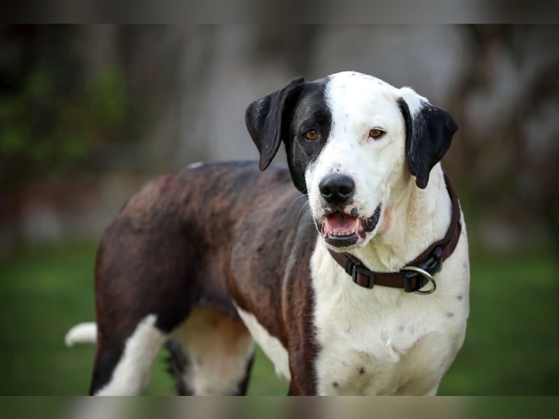 FELI– liebenswerte Begleiterin mit großem Herz sucht Sicherheit