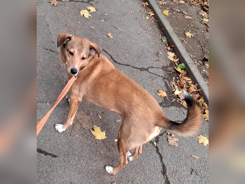 YUMA – eine sensible Seele sucht Vertrauen und Liebe