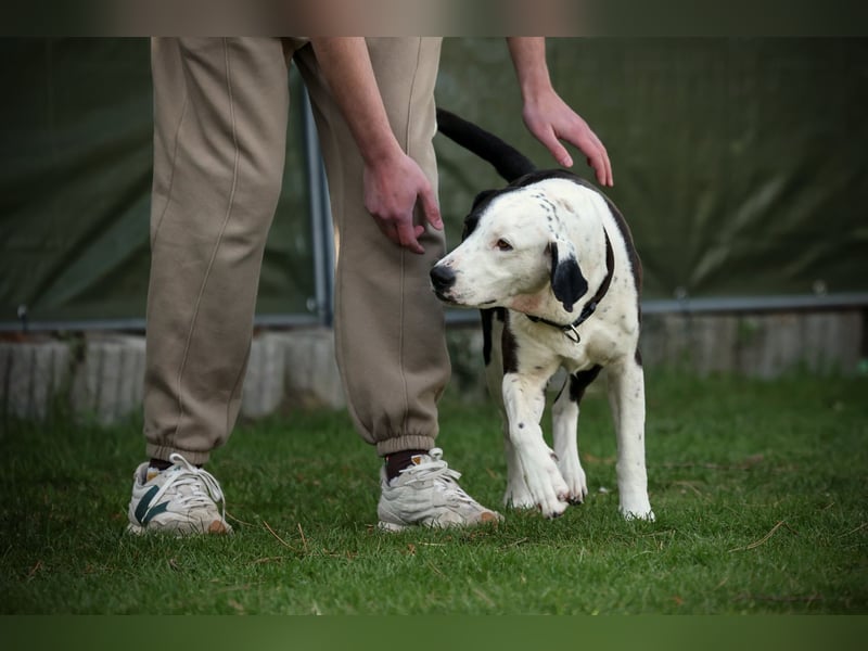 FELI– liebenswerte Begleiterin mit großem Herz sucht Sicherheit