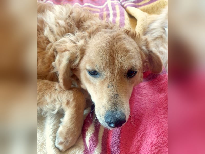 RAYITO - ein treuer Blick, der alles sagt