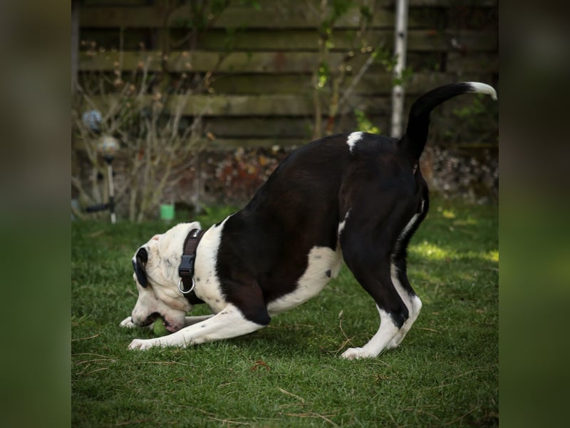 FELI– liebenswerte Begleiterin mit großem Herz sucht Sicherheit