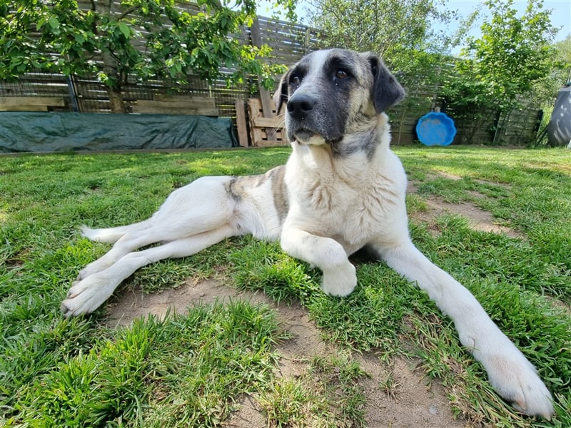 Hündin Mandy aus dem Tierschutz sucht ein Zuhause