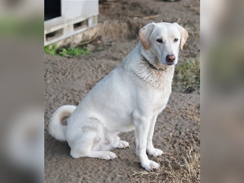Legolas, geb. 11/2017, lebt in GRIECHENLAND, im städt. Tierheim Serres
