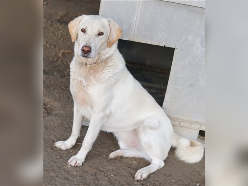 Legolas, geb. 11/2017, lebt in GRIECHENLAND, im städt. Tierheim Serres