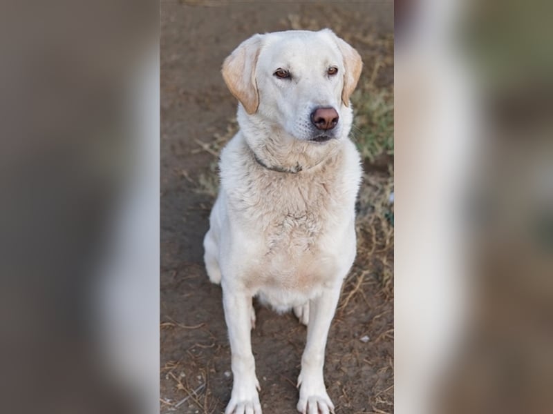 Legolas, geb. 11/2017, lebt in GRIECHENLAND, im städt. Tierheim Serres