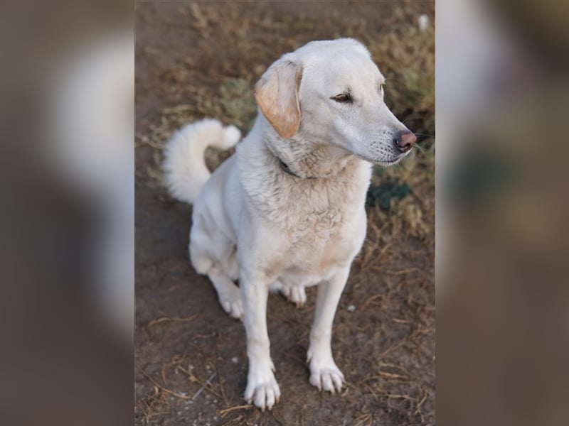 Legolas, geb. 11/2017, lebt in GRIECHENLAND, im städt. Tierheim Serres