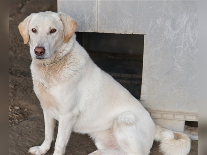 Legolas, geb. 11/2017, lebt in GRIECHENLAND, im städt. Tierheim Serres