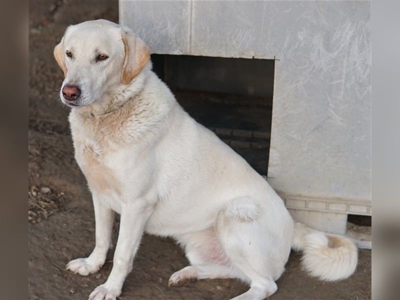 Legolas, geb. 11/2017, lebt in GRIECHENLAND, im städt. Tierheim Serres