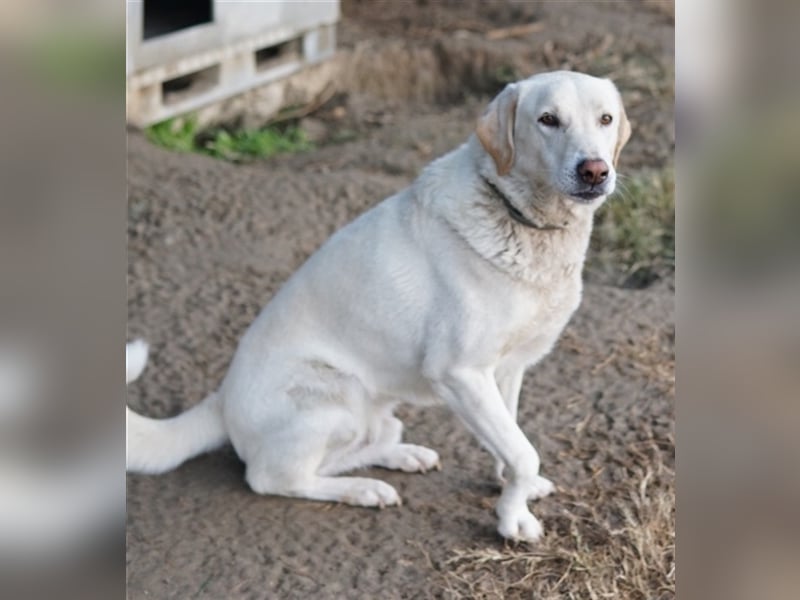 Legolas, geb. 11/2017, lebt in GRIECHENLAND, im städt. Tierheim Serres
