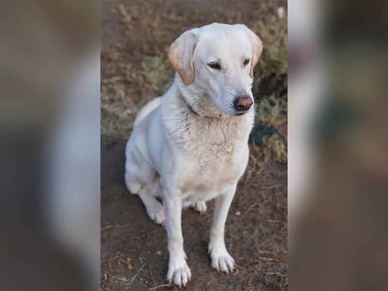Legolas, geb. 11/2017, lebt in GRIECHENLAND, im städt. Tierheim Serres