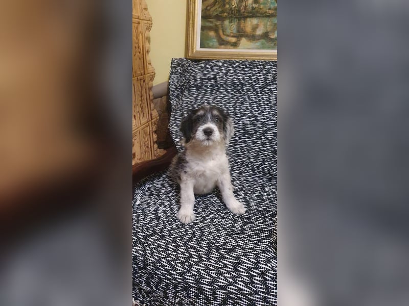 Süßer Baloo(4 Mon, 4 kg) sucht liebevolles Zuhause
