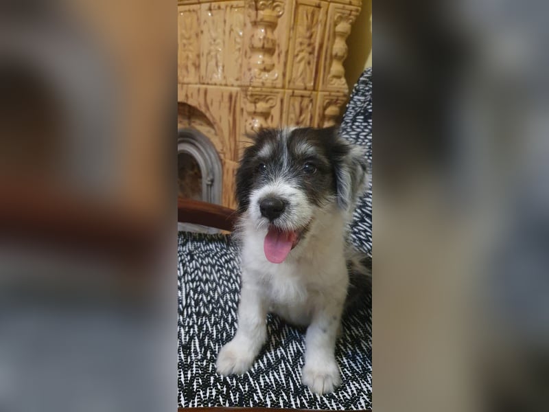 Süßer Baloo(4 Mon, 4 kg) sucht liebevolles Zuhause
