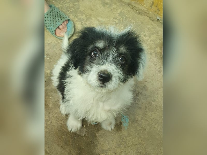 Süßer Baloo(4 Mon, 4 kg) sucht liebevolles Zuhause