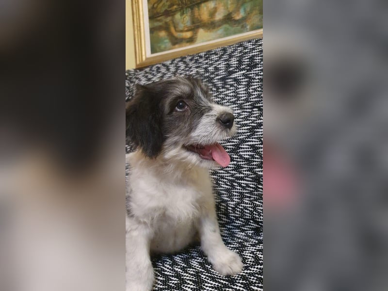Süßer Baloo(4 Mon, 4 kg) sucht liebevolles Zuhause