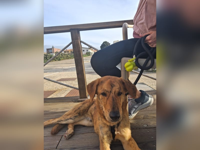 Freundlicher "Mesquita" sucht noch sein Zuhause