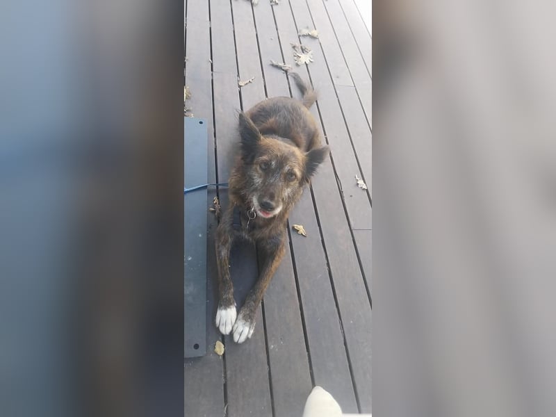 Liebe Brownie sucht ihr Plätzchen Liebe Brownie sucht ihr Plätzchen