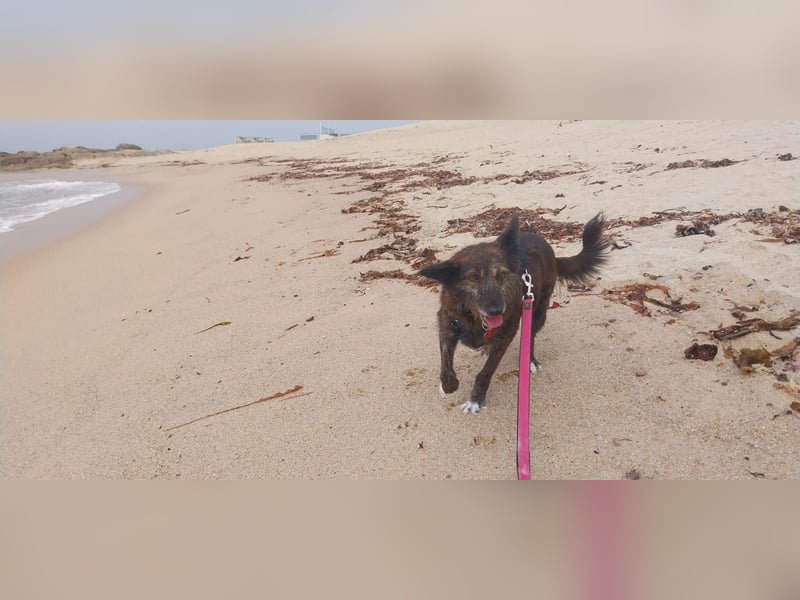 Liebe Brownie sucht ihr Plätzchen Liebe Brownie sucht ihr Plätzchen