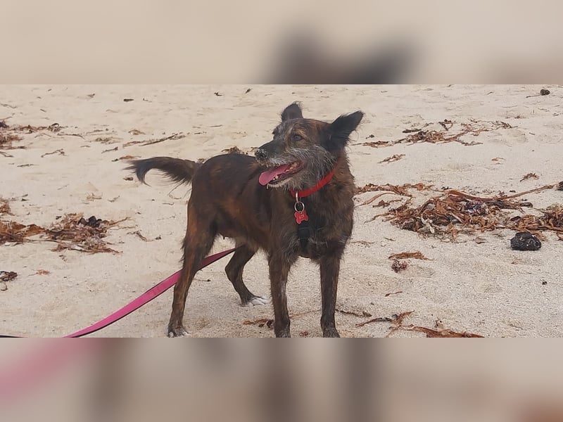 Liebe Brownie sucht ihr Plätzchen Liebe Brownie sucht ihr Plätzchen