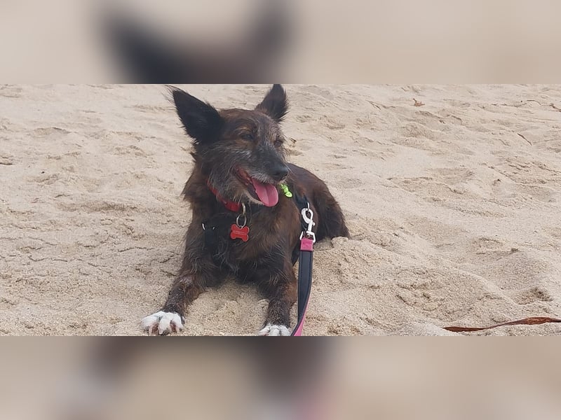 Liebe Brownie sucht ihr Plätzchen Liebe Brownie sucht ihr Plätzchen