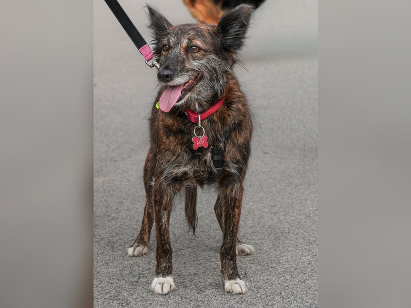 Liebe Brownie sucht ihr Plätzchen Liebe Brownie sucht ihr Plätzchen