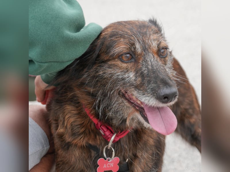 Liebe Brownie sucht ihr Plätzchen Liebe Brownie sucht ihr Plätzchen