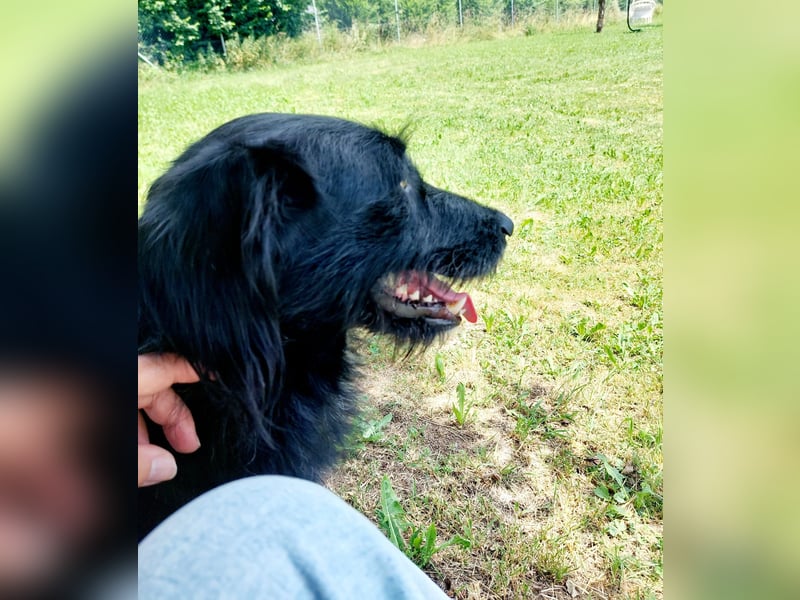 Elmo - sensibler Begleiter sucht seinen Herzplatz