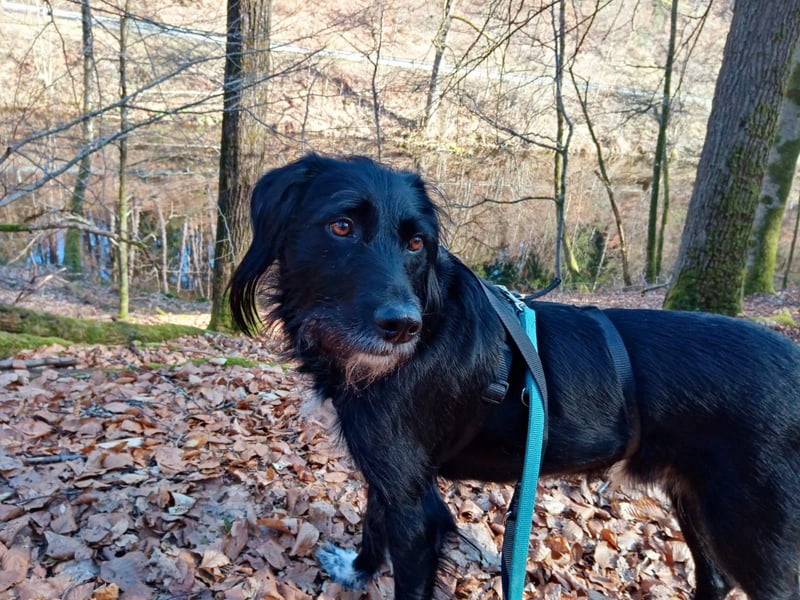 Elmo - sensibler Begleiter sucht seinen Herzplatz