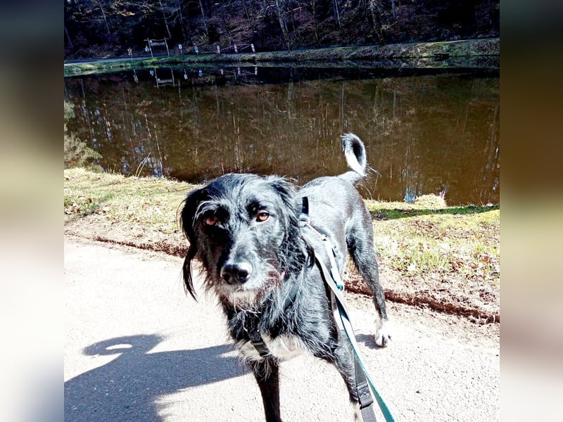 Elmo - sensibler Begleiter sucht seinen Herzplatz