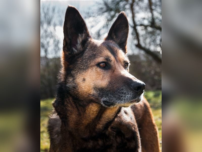 Loba  sucht ihr Sofa