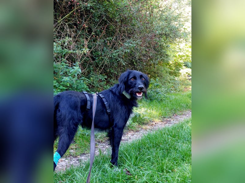 Elmo - sensibler Begleiter sucht seinen Herzplatz