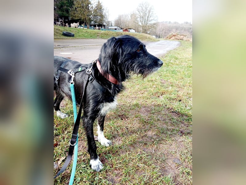 Elmo - sensibler Begleiter sucht seinen Herzplatz