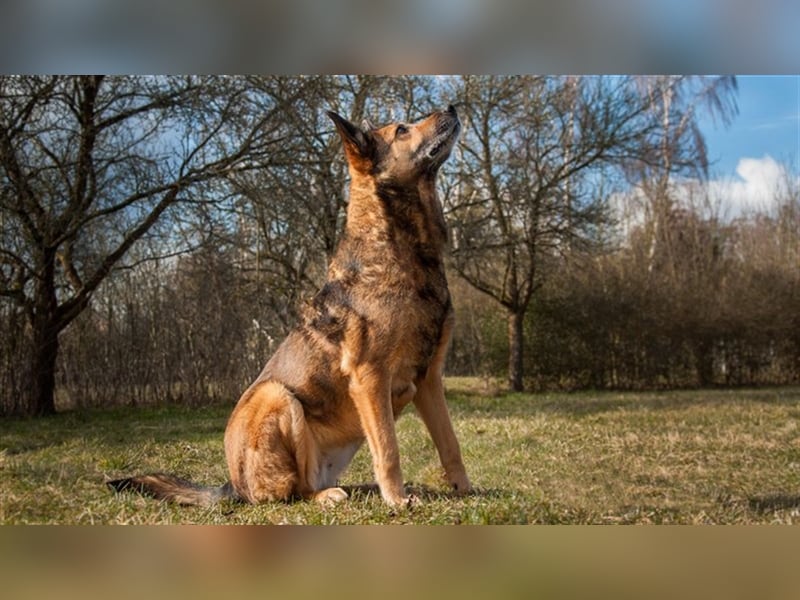 Loba  sucht ihr Sofa