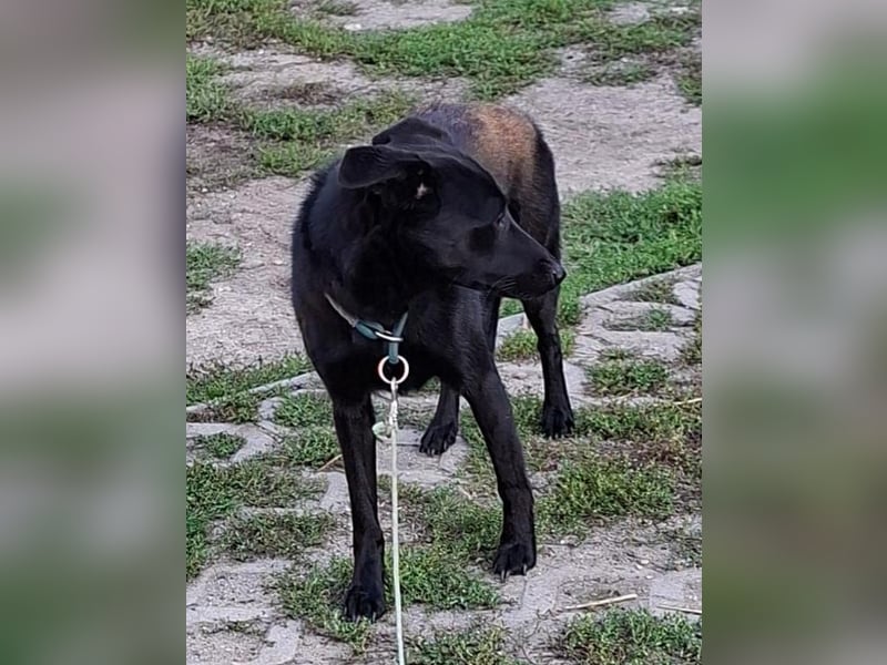Mira - Junge Labrador-Mix-Hündin sucht einfühlsame Menschen zum Durchstarten