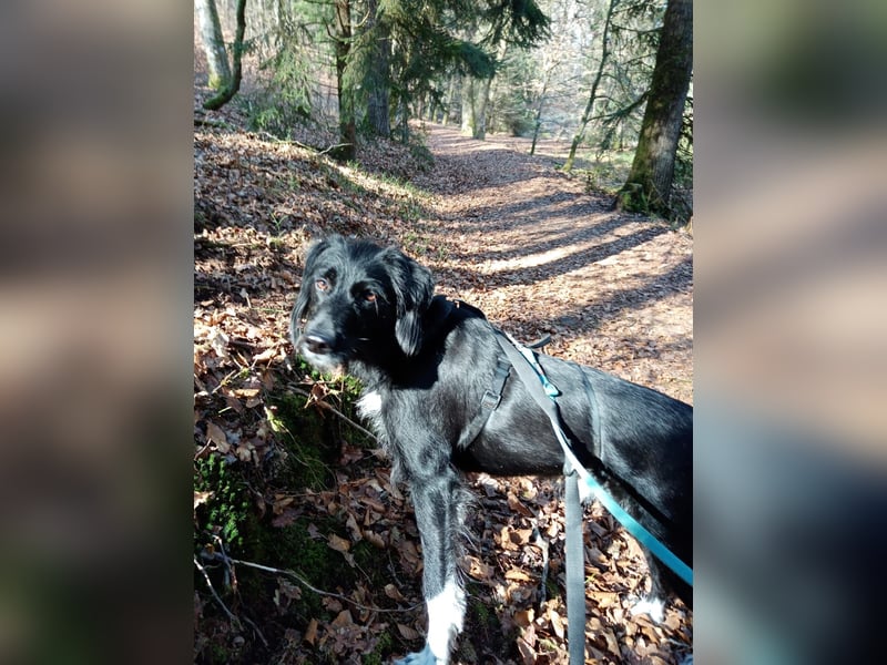 Elmo - sensibler Begleiter sucht seinen Herzplatz