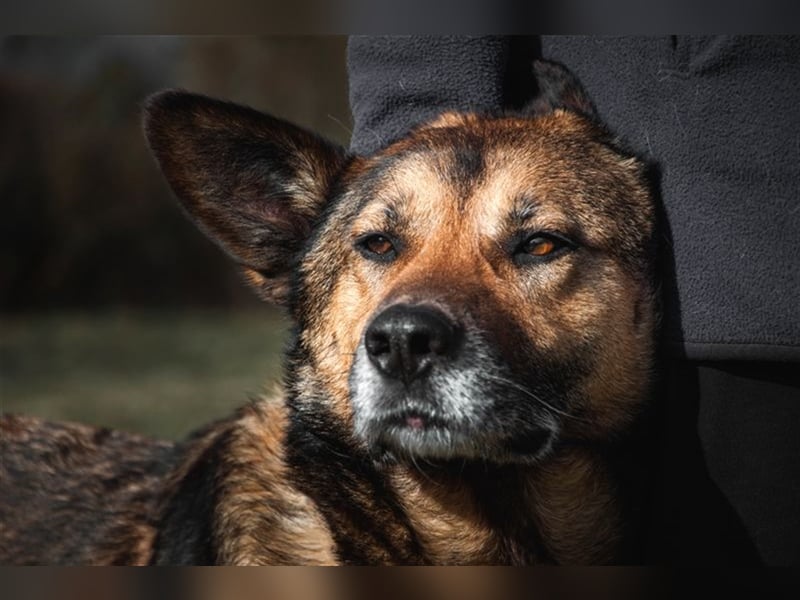 Loba  sucht ihr Sofa