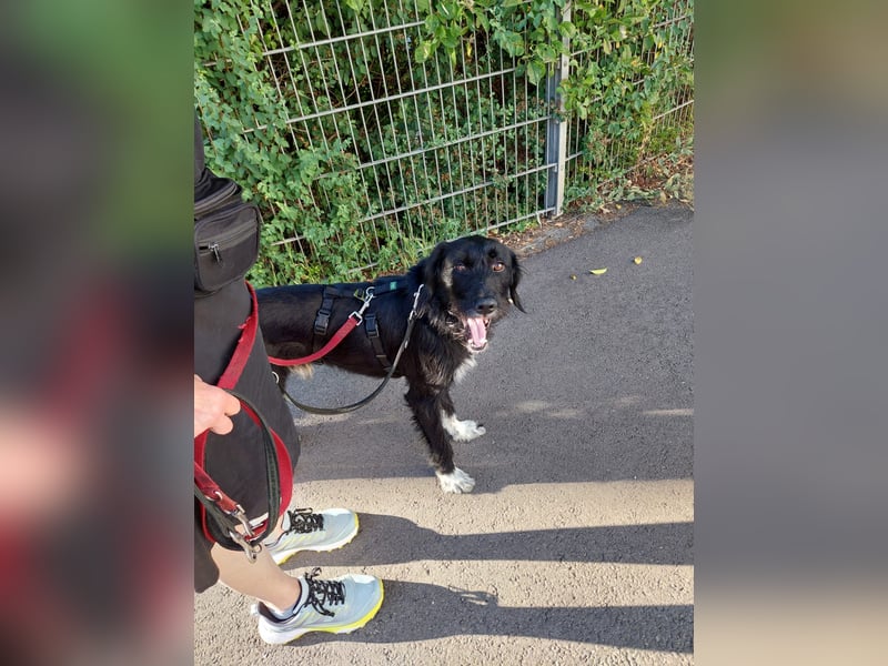 Elmo - sensibler Begleiter sucht seinen Herzplatz